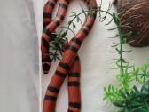 L.t.hondurensis
