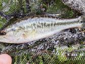 Largemouth bass šiaurės Amerikos ešeriai zuvys - nuotraukos Nr. 3