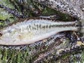 Largemouth bass šiaurės Amerikos ešeriai zuvys - nuotraukos Nr. 10