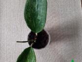 Hoya 's