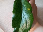 Hoya 's - nuotraukos Nr. 5
