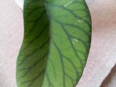 Hoya 's - nuotraukos Nr. 6