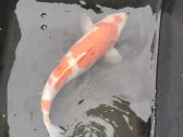 Koi karpiai