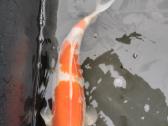 Koi karpiai - nuotraukos Nr. 2