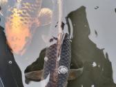 Koi karpiai - nuotraukos Nr. 4