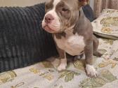 American bully pocket - nuotraukos Nr. 4