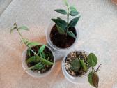 Hoya Pubera,bella,curtisiai - nuotraukos Nr. 5