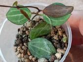 Hoya Pubera,bella,curtisiai - nuotraukos Nr. 6