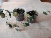 Hoya Pubera,bella,curtisiai - nuotraukos Nr. 7