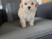 Maltipoo