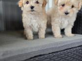 Maltipoo - nuotraukos Nr. 2