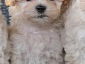 Maltipoo - nuotraukos Nr. 3