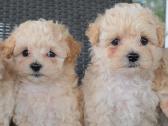 Maltipoo - nuotraukos Nr. 4