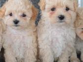 Maltipoo - nuotraukos Nr. 5