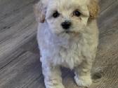Maltipoo - nuotraukos Nr. 6