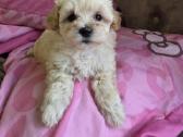 Maltipoo - nuotraukos Nr. 7