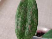 Hoya 's - nuotraukos Nr. 5