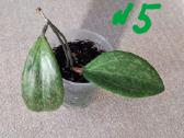 Hoya 's - nuotraukos Nr. 6
