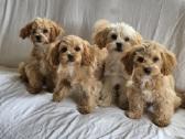 Pudeliukai Maltipoo