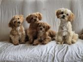 Pudeliukai Maltipoo - nuotraukos Nr. 2