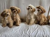 Pudeliukai Maltipoo - nuotraukos Nr. 3