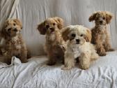 Pudeliukai Maltipoo - nuotraukos Nr. 4