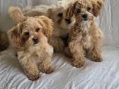 Pudeliukai Maltipoo - nuotraukos Nr. 5