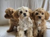Pudeliukai Maltipoo - nuotraukos Nr. 6