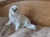 Pudeliukai Maltipoo - nuotraukos Nr. 7