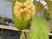 Hoya 's - nuotraukos Nr. 7