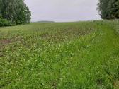 1 ha žemės ūkio paskirties sklypas - nuotraukos Nr. 5