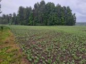 1 ha žemės ūkio paskirties sklypas - nuotraukos Nr. 6