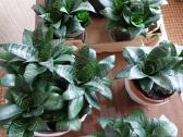Gėlė kambarinė - nuotraukos Nr. 2