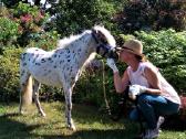 Appaloosa poni kumelaitė