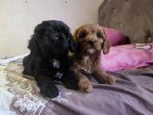Cavapoo - nuotraukos Nr. 2