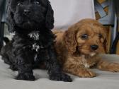 Cavapoo - nuotraukos Nr. 3