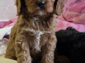Cavapoo