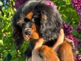 Kavalieriaus karaliaus Karolio spanielis - nuotraukos Nr. 4