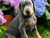 Doberman