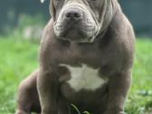 American Bully (poket) - nuotraukos Nr. 16