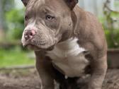 American Bully (poket) - nuotraukos Nr. 17