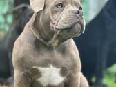 American Bully (poket) - nuotraukos Nr. 18