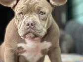 American Bully (poket)