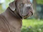 American Bully (poket) - nuotraukos Nr. 19