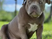 American Bully (poket) - nuotraukos Nr. 20