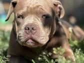 American Bully (poket)