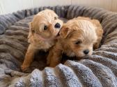 Maltipoo šuniukai