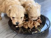 Maltipoo šuniukai - nuotraukos Nr. 2