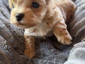 Maltipoo šuniukai - nuotraukos Nr. 3
