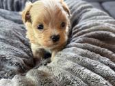 Maltipoo šuniukai - nuotraukos Nr. 4